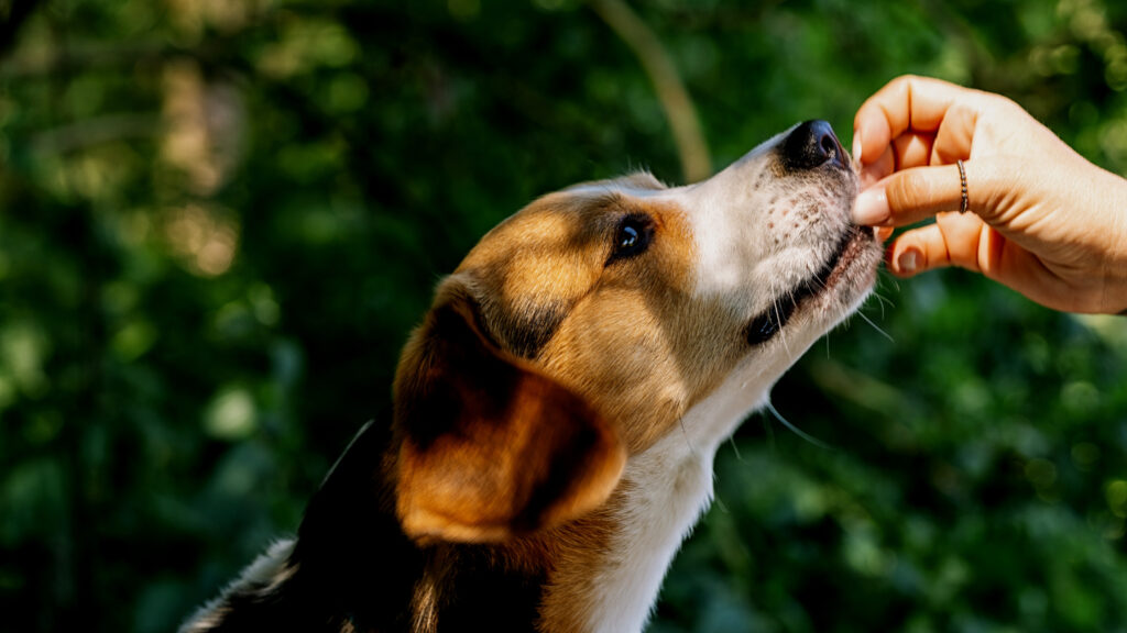 Hemp CBD Gummies for Dogs A Complete Guide to Benefits, Usage