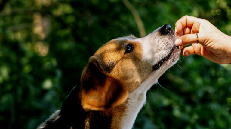 Hemp CBD Gummies for Dogs A Complete Guide to Benefits, Usage