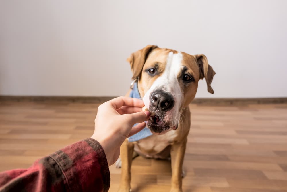 Hemp CBD Gummies for Dogs