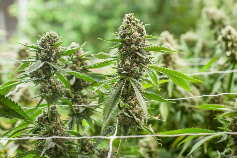 How Hemp CBD Gummies are Changing the Way We Think About CBD Consumption