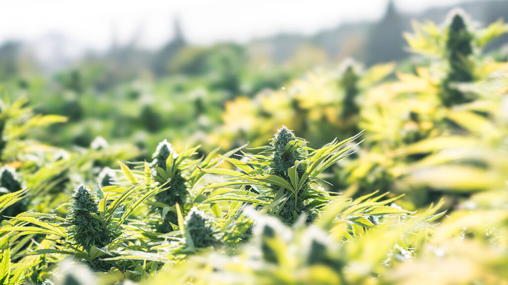 The Rise of Hemp CBD Gummies