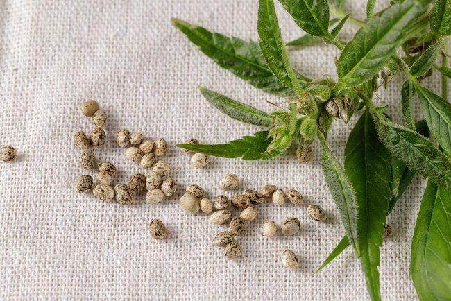 Nano-Hemp Gummies Boosting Absorption for Faster Relief