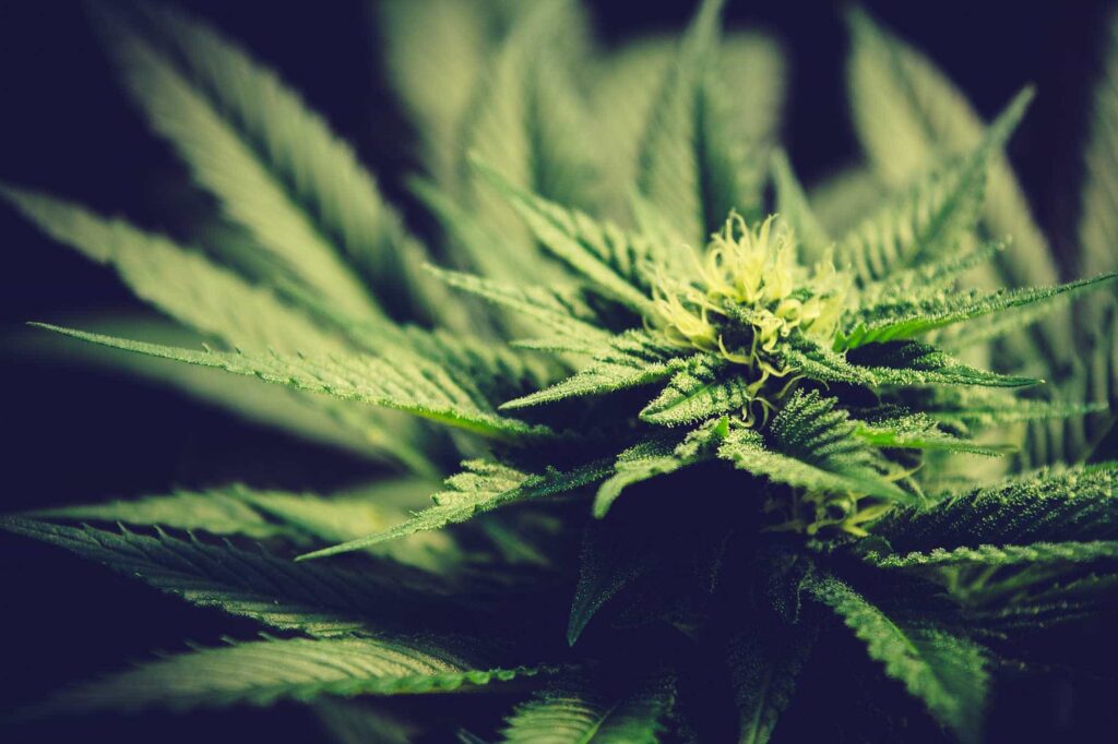 What Makes Nano-Hemp Different